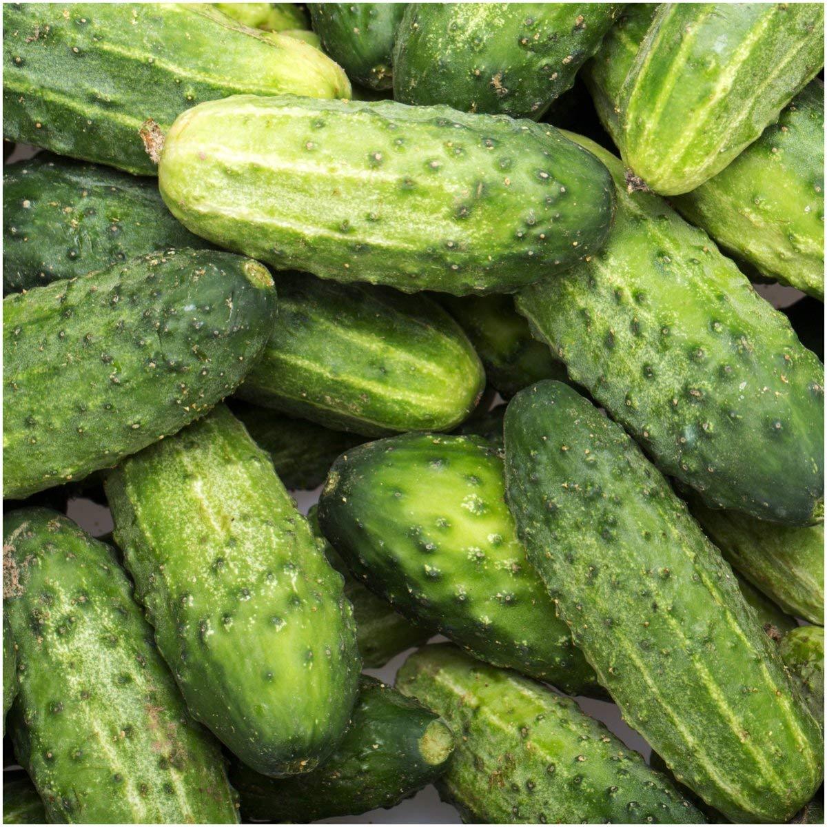 Wisconsin SMR 58 Pickling Cucumber Seeds, NON-GMO, Variety Sizes Sold, FREE SHIP