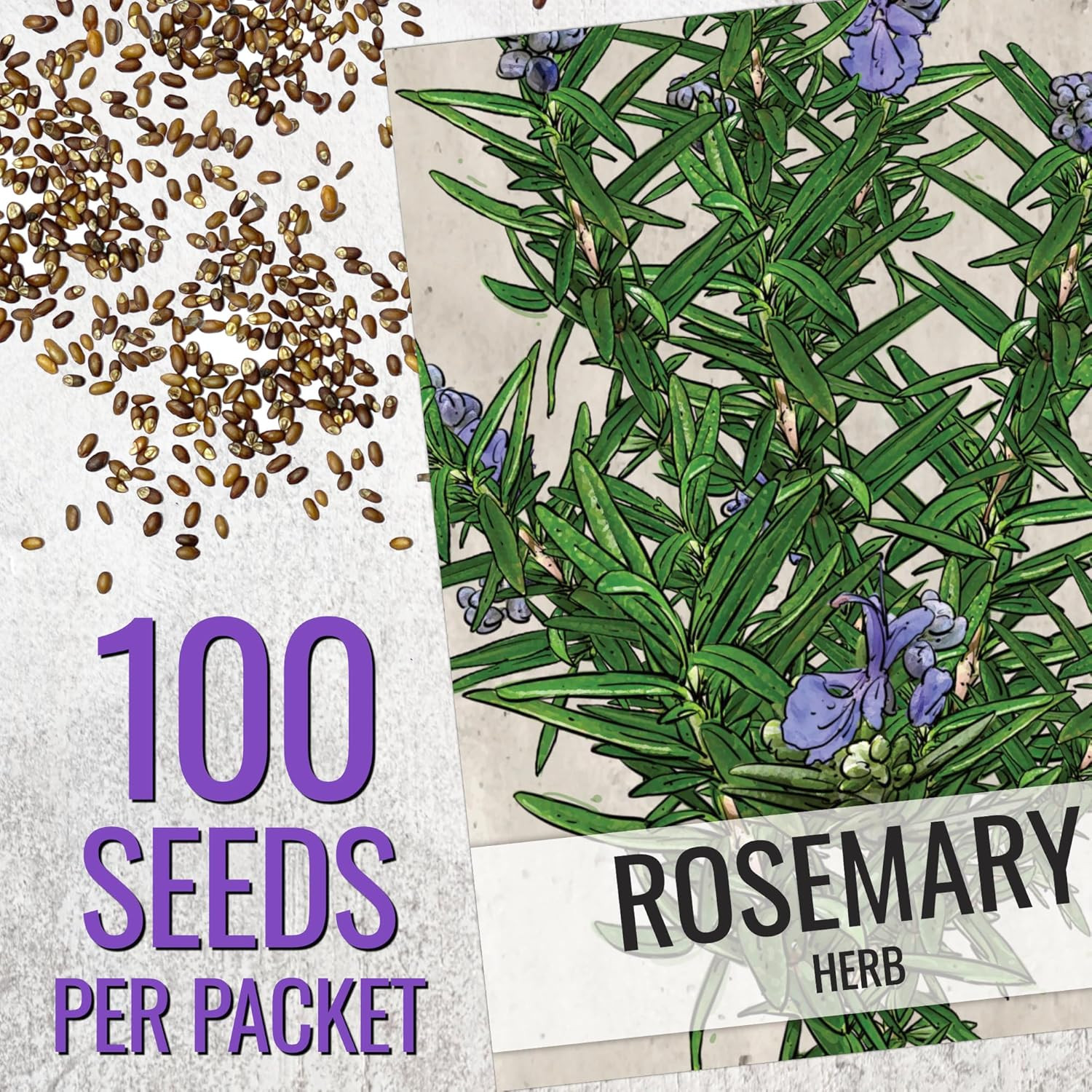 Seed Needs Rosemary Seeds for Planting – Non-Gmo Heirloom & Untreated Perennial