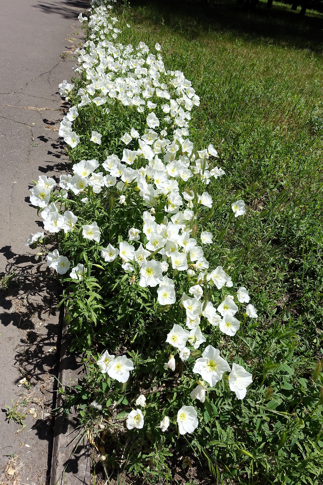 250 WHITE Pale EVENING PRIMROSE Buttercup Sundrops Oenothera Pallida Flower Seed