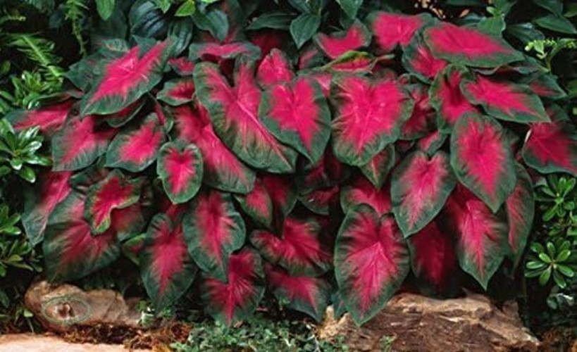 Caladium Buck 6 Bulbs – Elegance for Shady Gardens – Perennial Hosta, Elephan…