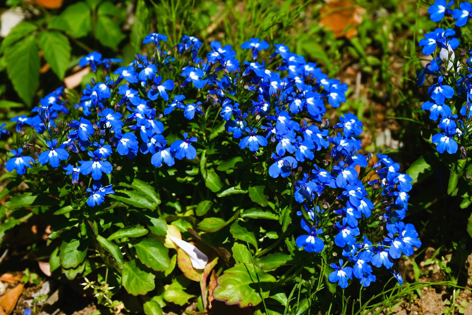 200 BLUE & WHITE HALF MOON LOBELIA Erinus Flower Seeds *Comb S/H