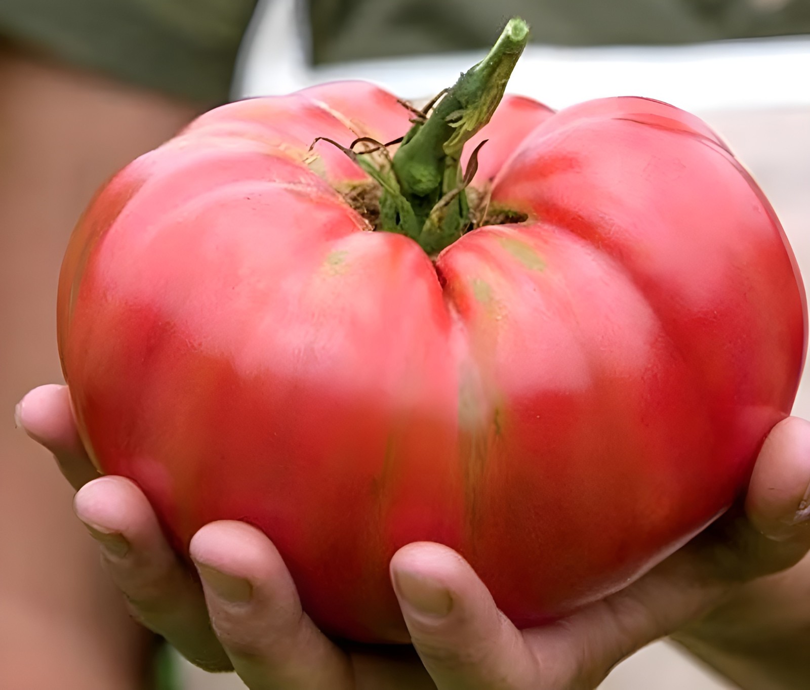 75 Heirloom Mortgage LIfter Tomato Seeds – Huge 4LB Tomato!!