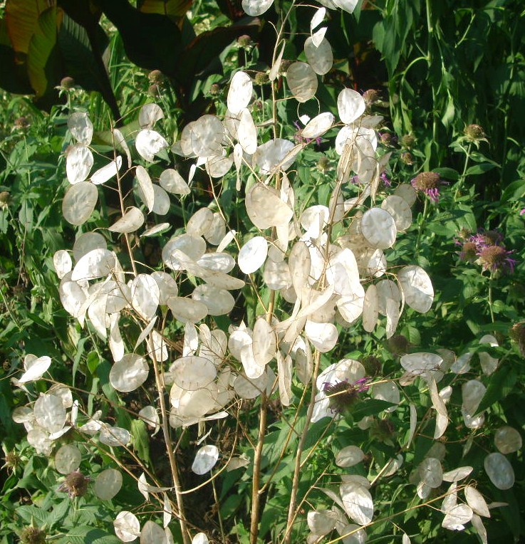 40 PURPLE MONEY PLANT SEEDS ( LUNARIA ANNUA )