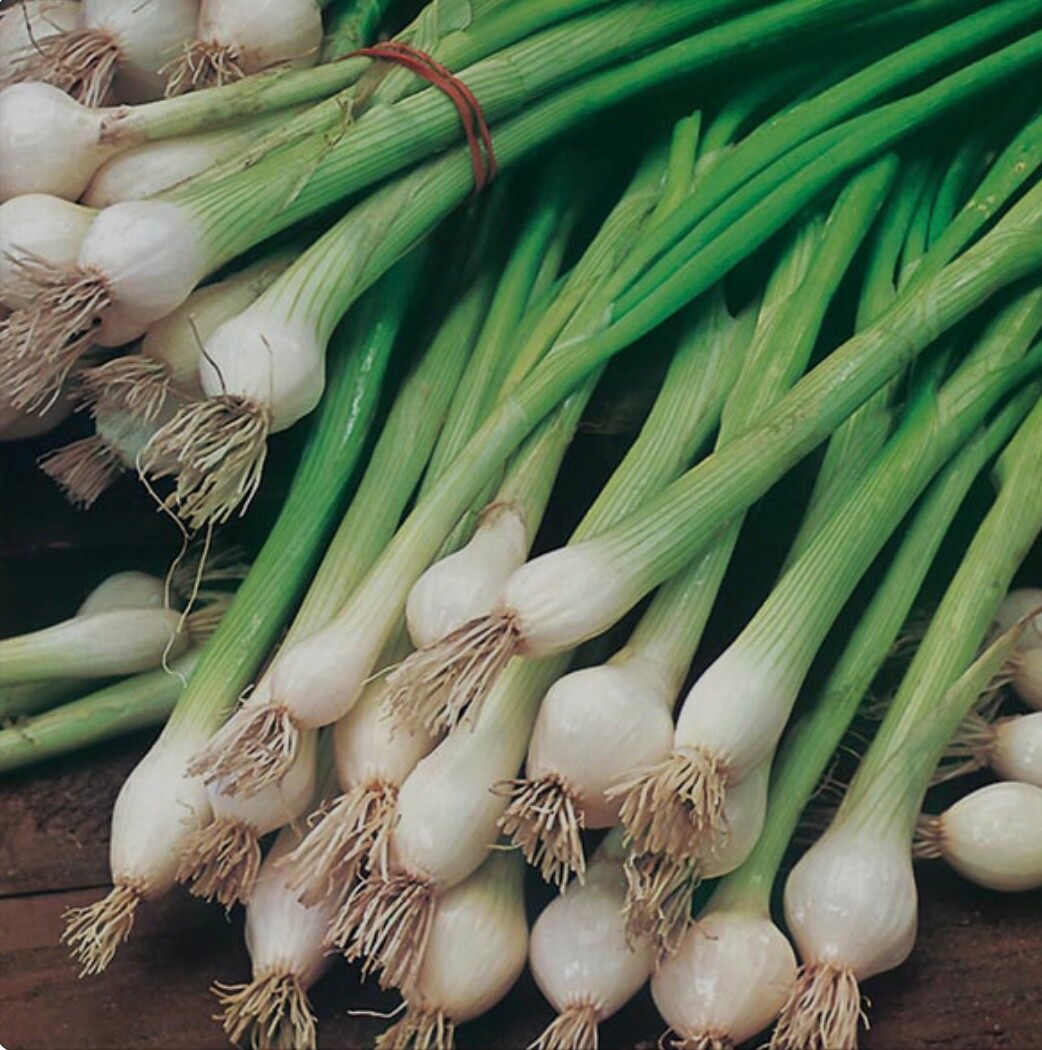 100 Organic Green Bunching Onion/Scallion Seeds White Lisbon Variety, 2026 Fresh