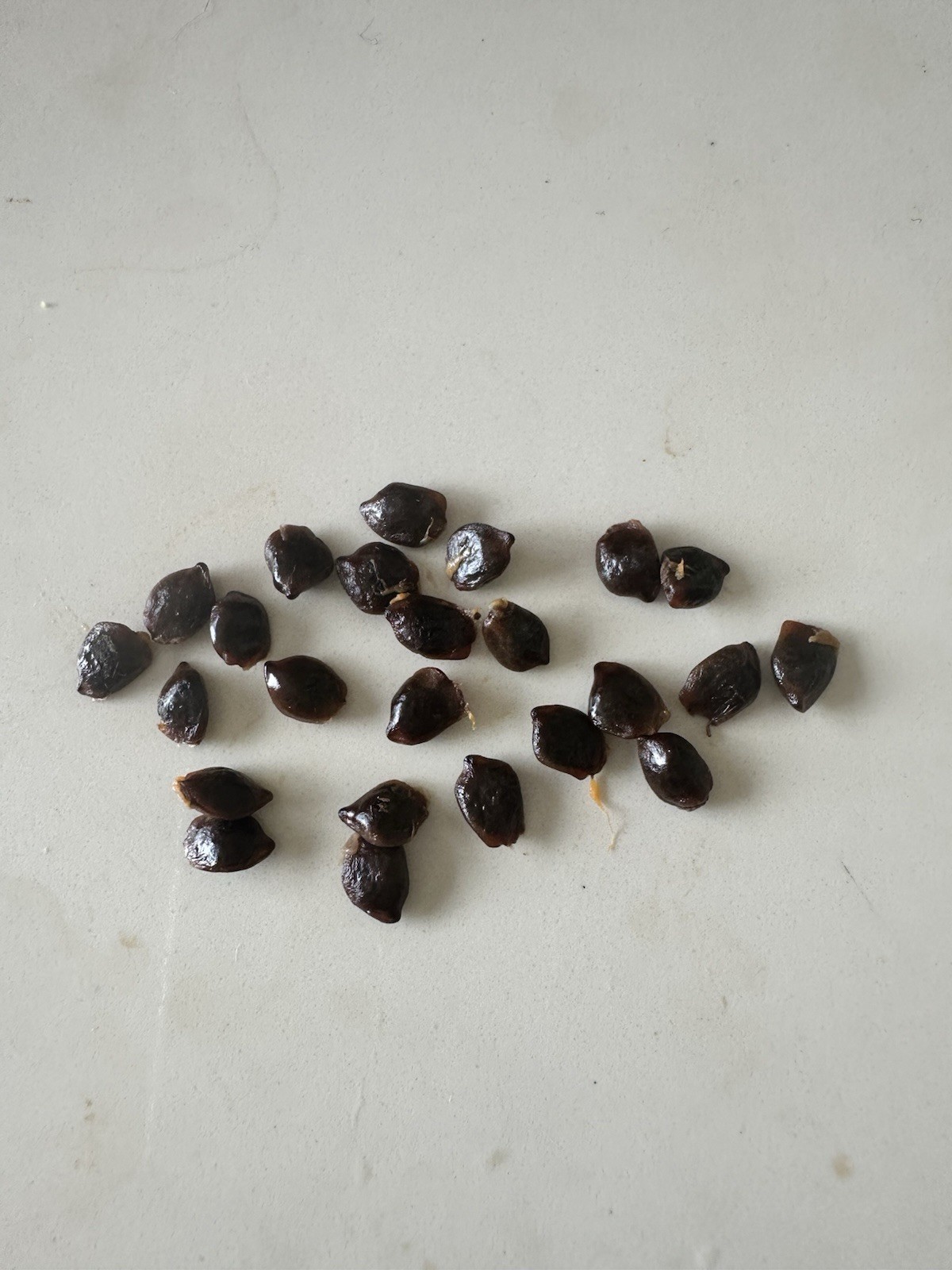 Banana Passion Fruit Seeds