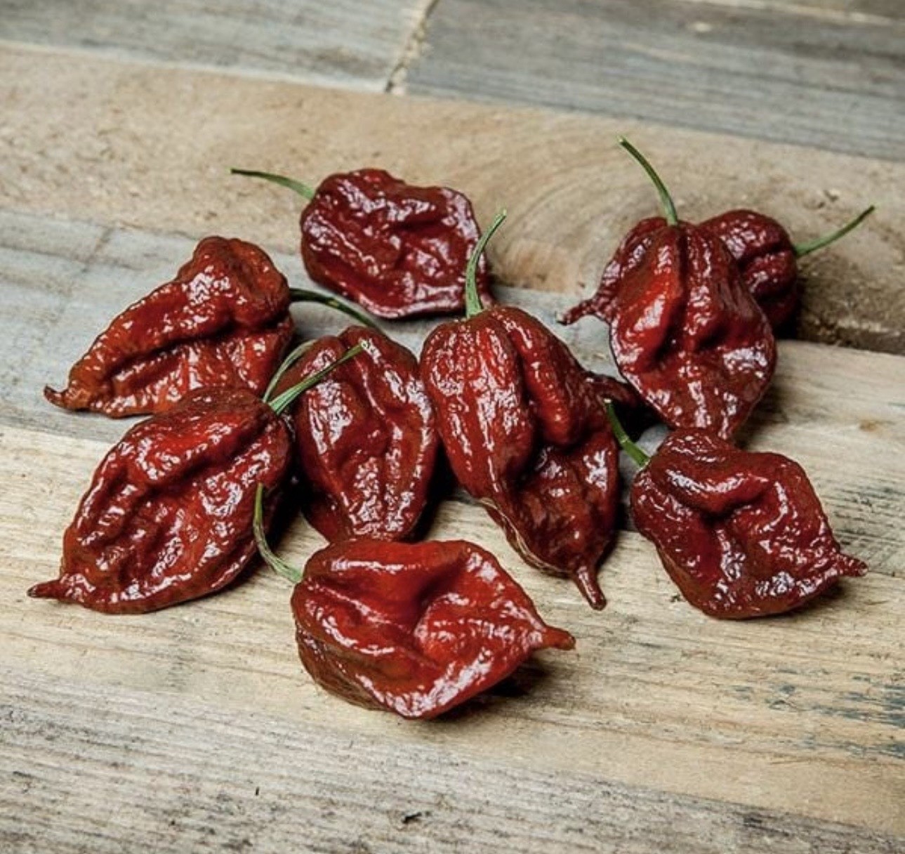 Exotic!! 5 Chocolate Ghost Pepper Plants!! Rooted and Healthy!! Ready To Ship!!
