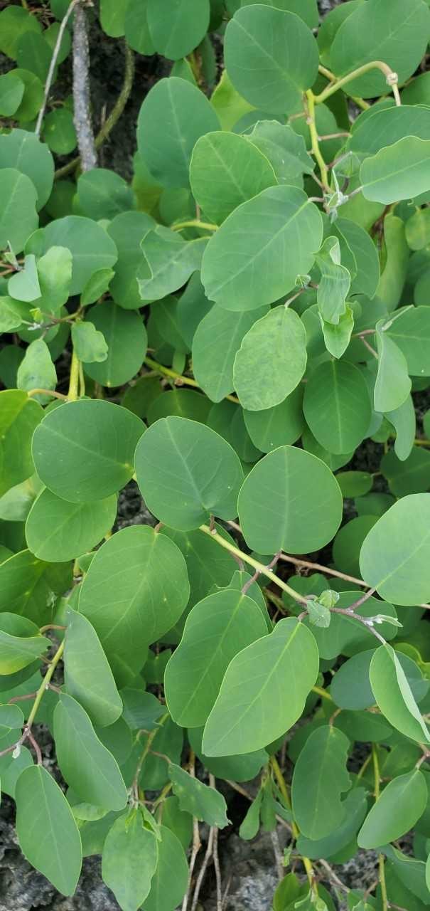 Capparis spinosa 100 Seeds – Caper Bush