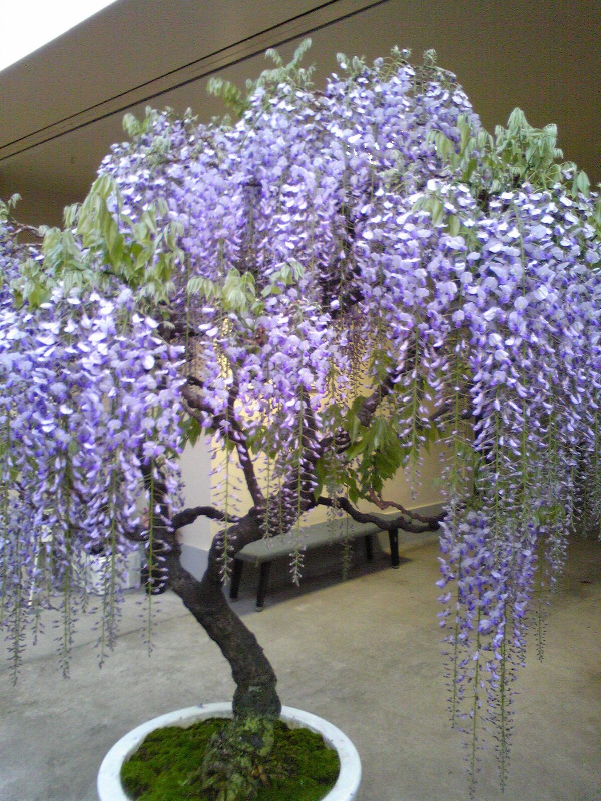 Chinese Wisteria seeds Sinensis Fast growing Flowering vine Cold Hardy Bonsai