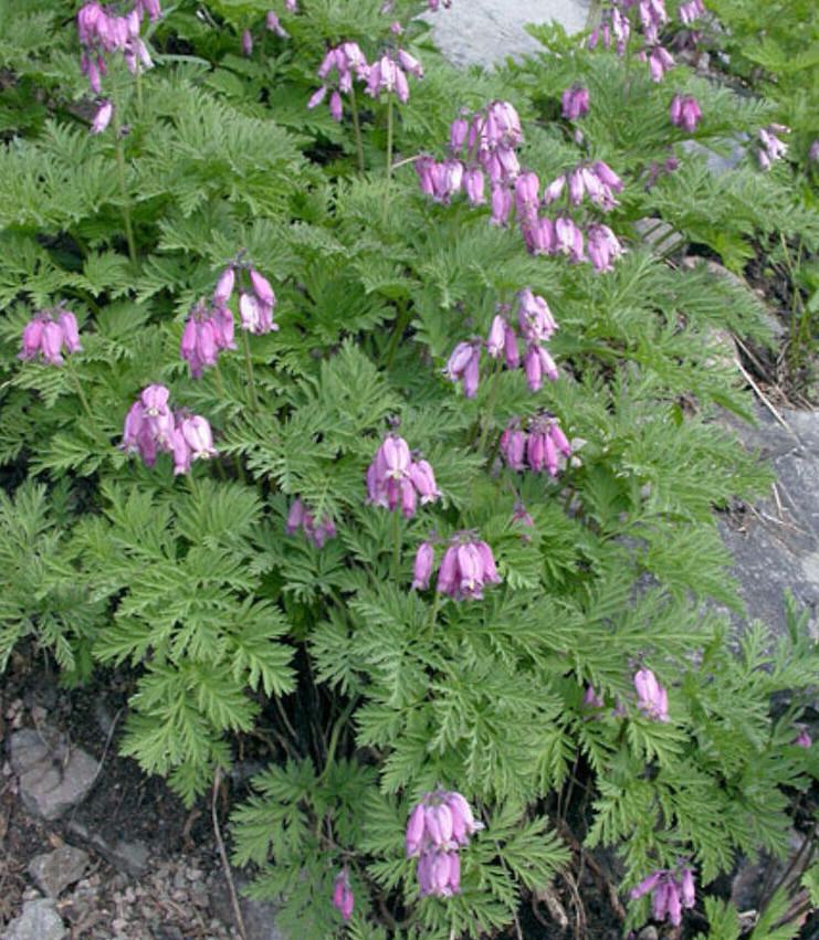 FRINGED BLEEDING HEART~DICENTRA FORMOSA~LIVE PLANTS~BARE ROOTS~FLOWERS FOR SHADE