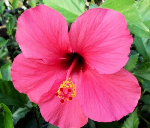 Red/Pink/White Hibiscus 100+ Seeds: Beautiful, Hardy Perennials – U.S. SELLER