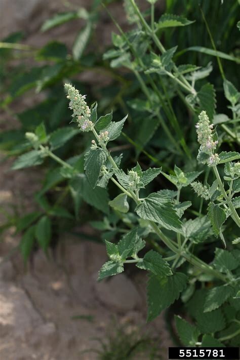 1000+ Common Catnip Seeds Non-GMO FREE SHIPPING!