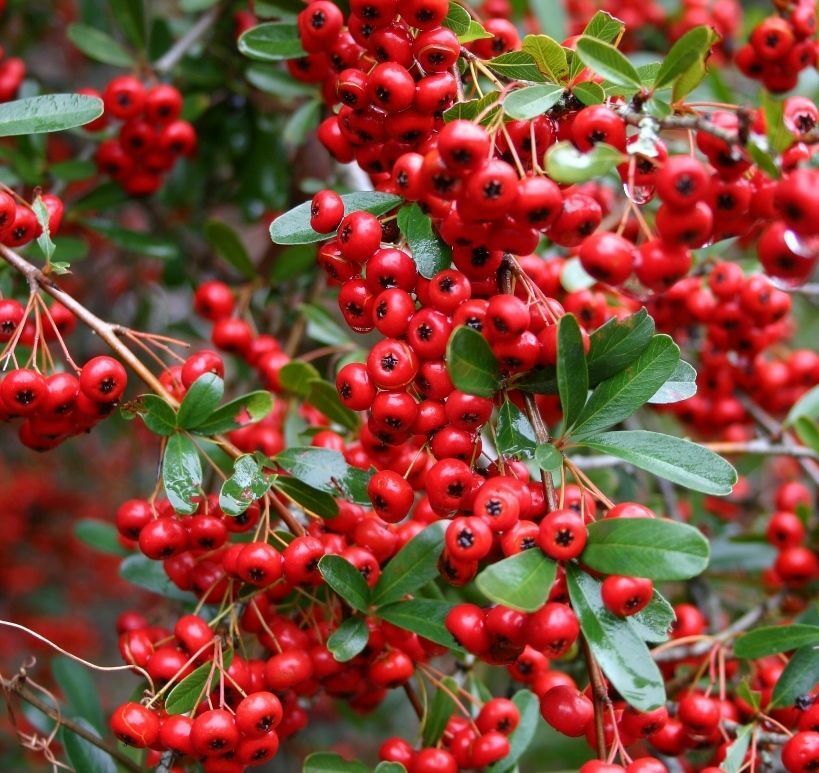 Victory Pyracantha (Firethorn), Climbing Bush (30+ Seeds) (010)
