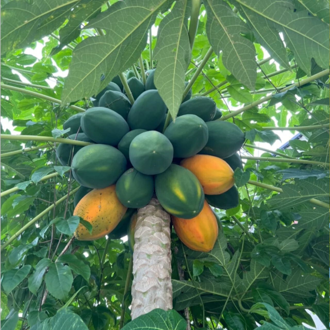 50pcs Red Heart Creamy Papaya Seeds – The Best of Papayas for Your Home Garden