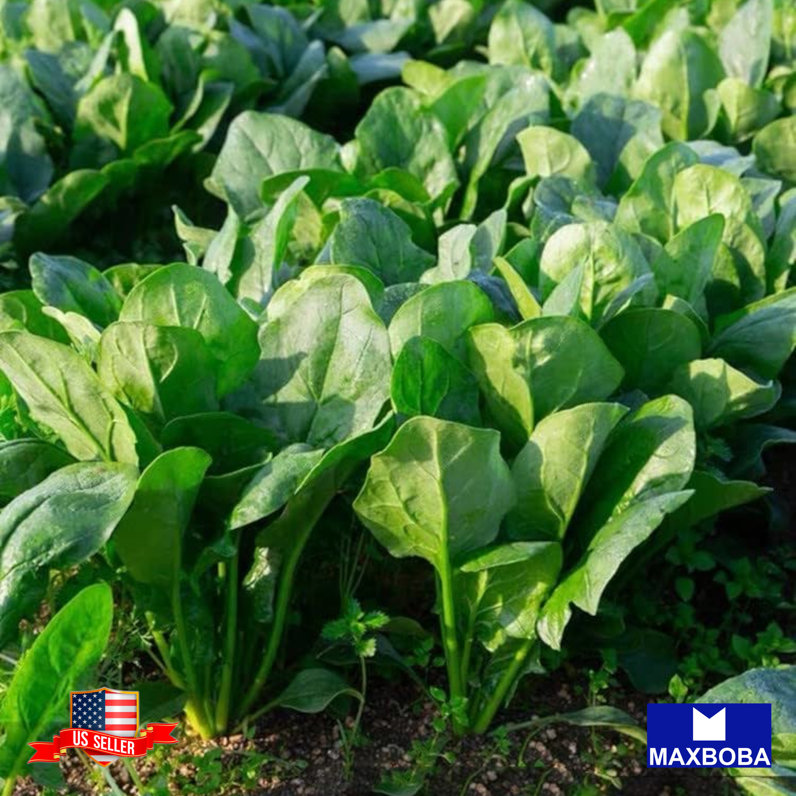 Yu Choy Sum Seeds Early Green Non-GMO Heirloom