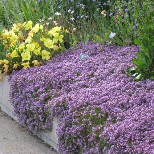 Creeping Thyme Seeds Thymus Serpyllum Landscaping Ground Cover Purple Approx