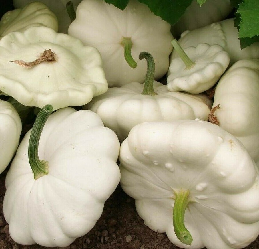 WHITE BUSH SCALLOP SQUASH SEEDS 25+ GARDEN SUMMER SQUASH pattypan FREE SHIPPING