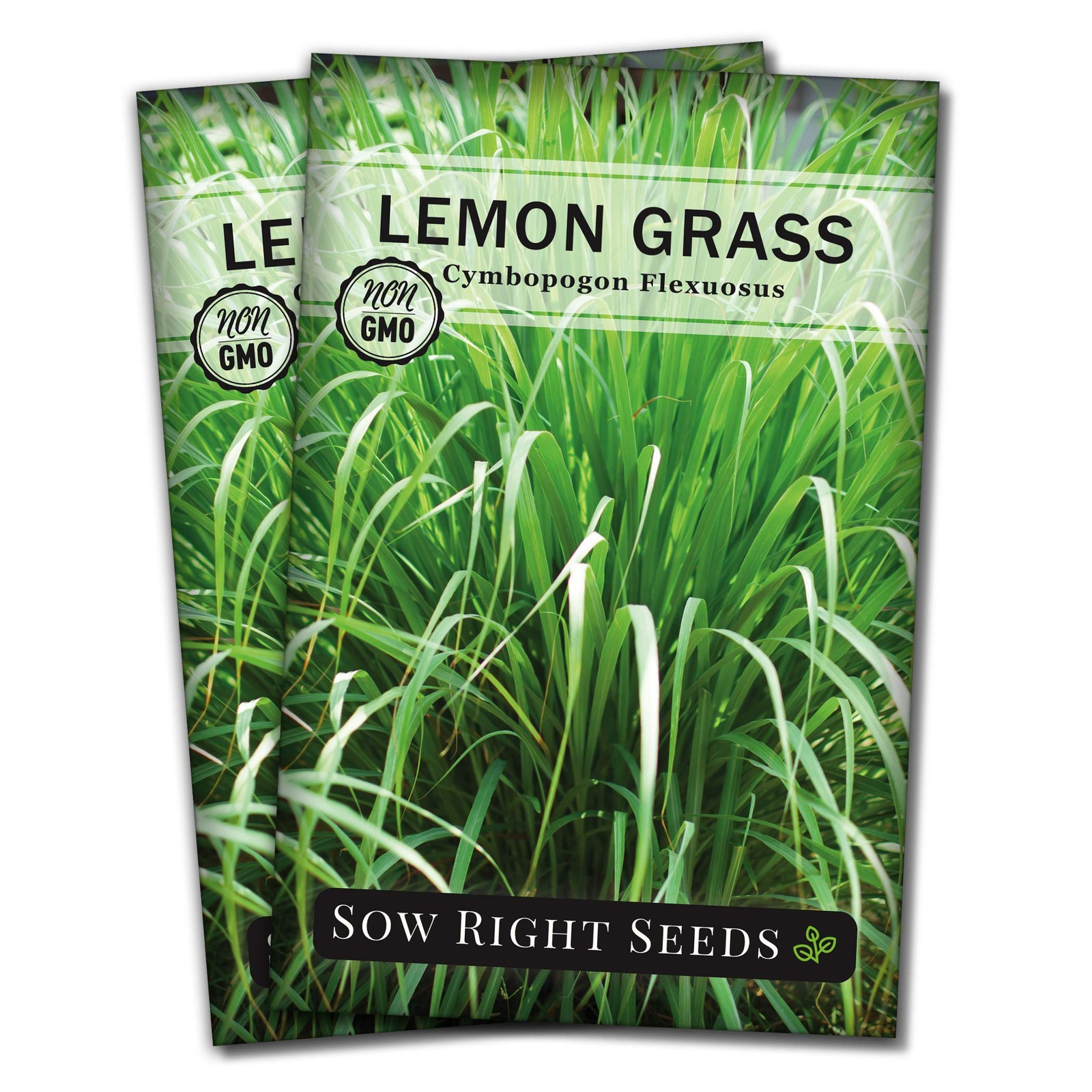 – Lemon Grass Seeds for Planting – Non-GMO Heirloom – East Indian – Mosquito …