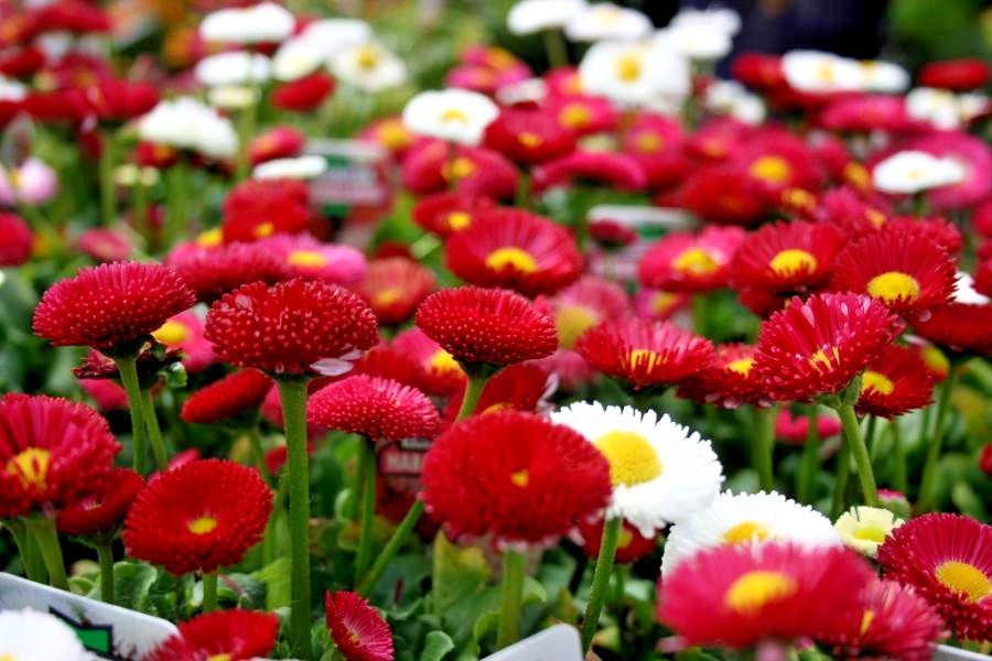400+ENGLISH DAISY MIX Flower Seeds European Wildflower Early Blooms Groundcover