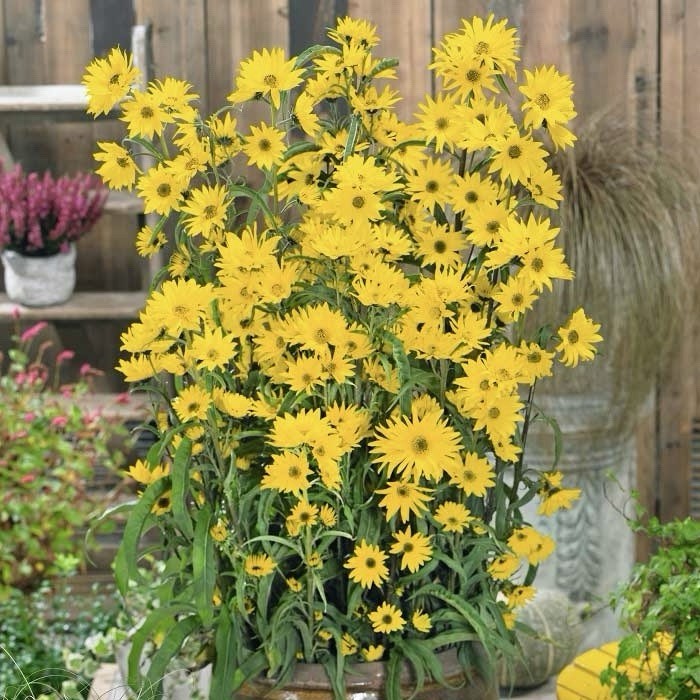 500+ MAXIMILIAN’S SUNFLOWER SEEDS (Helianthus maximiliani) | 500 Seeds – USA