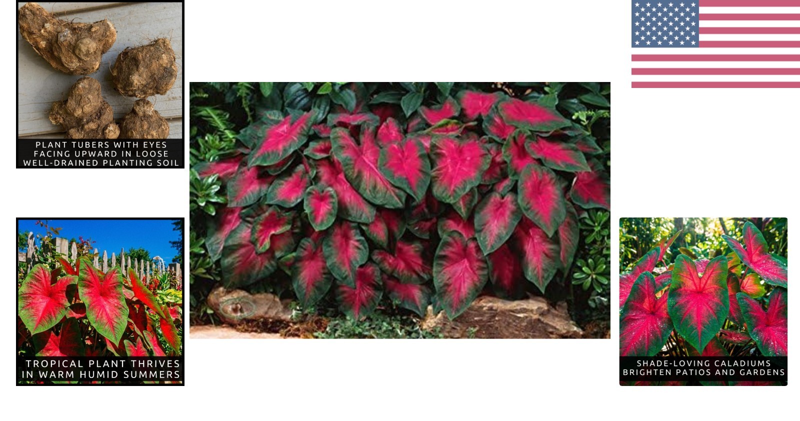 Caladium Buck 6 Bulbs – Elegance for Shady Gardens – Perennial Hosta, Elephan…