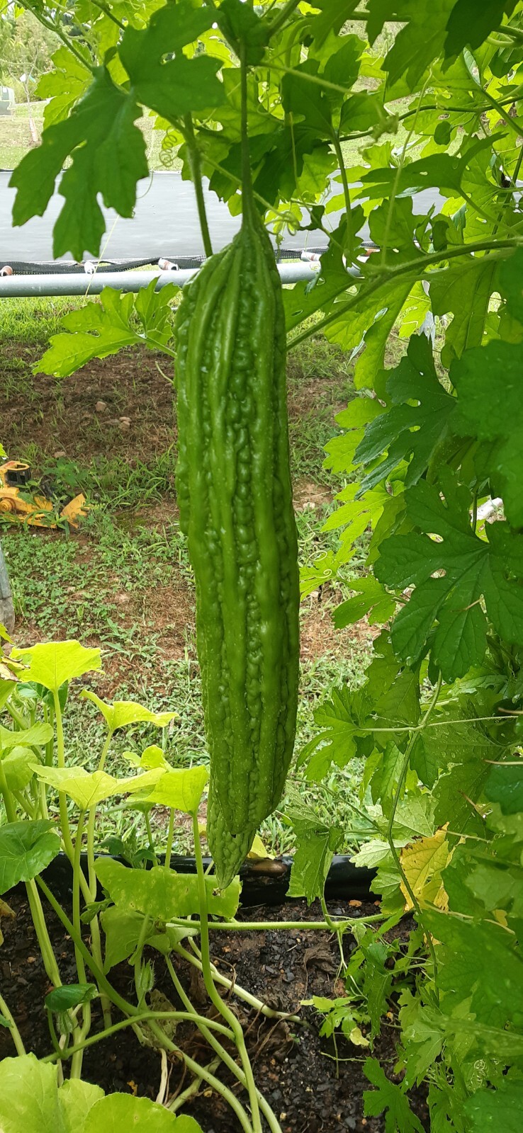 30 Pcs BitterMelon Seeds Gourd Ampalaya Seeds Fresh Harvest