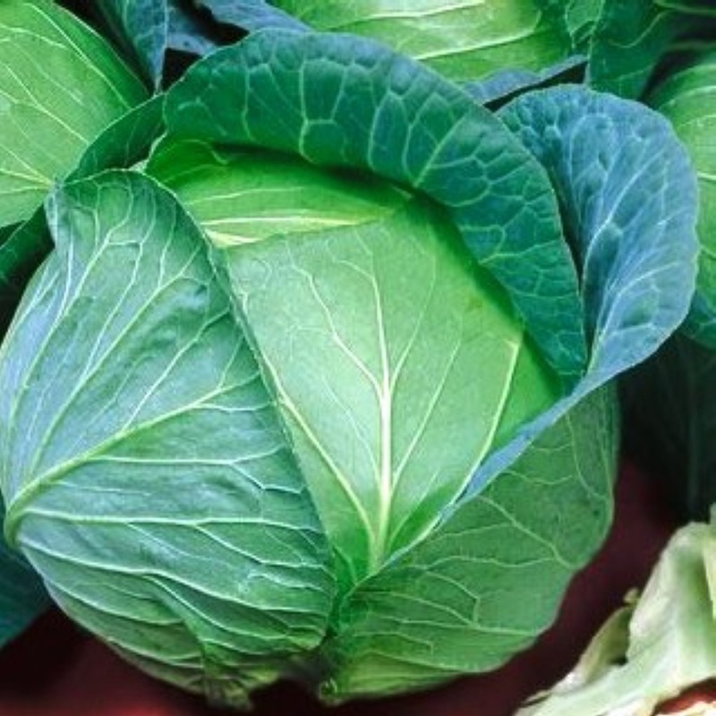 1/2 oz Cabbage Seeds, Danish Ballhead, Bulk Seed, Heirloom Cabbage Seeds 3500 ct