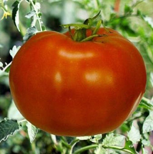 Box Car Willie Heirloom Tomato 25 Seeds