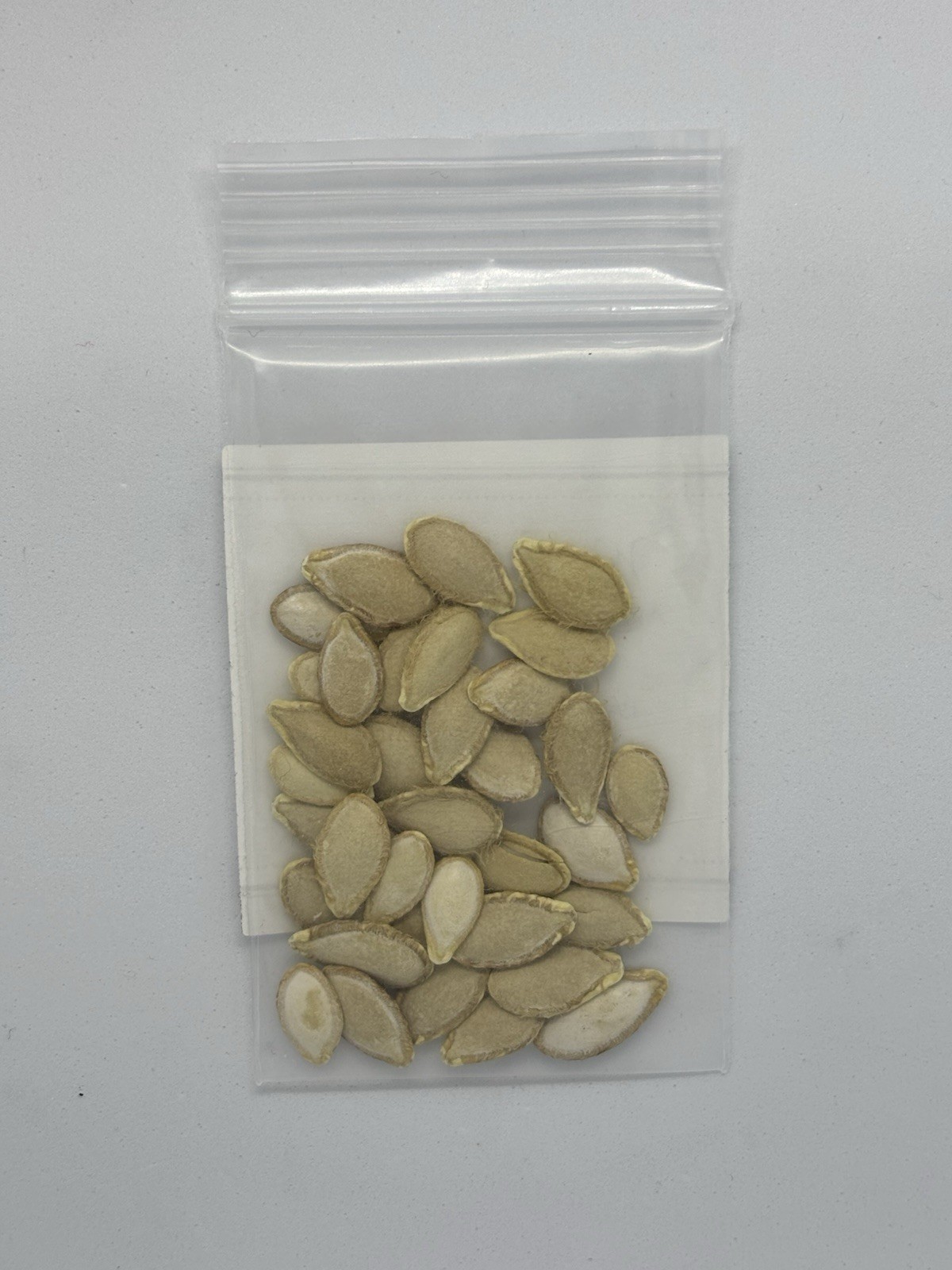 Waltham Butternut Squash Seeds-30 Seeds