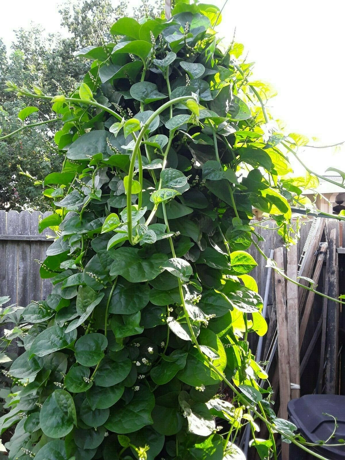 50 Organic Green Stem Malabar Spinach Alugbati Mong Toi Poi Sang Ceylon seeds