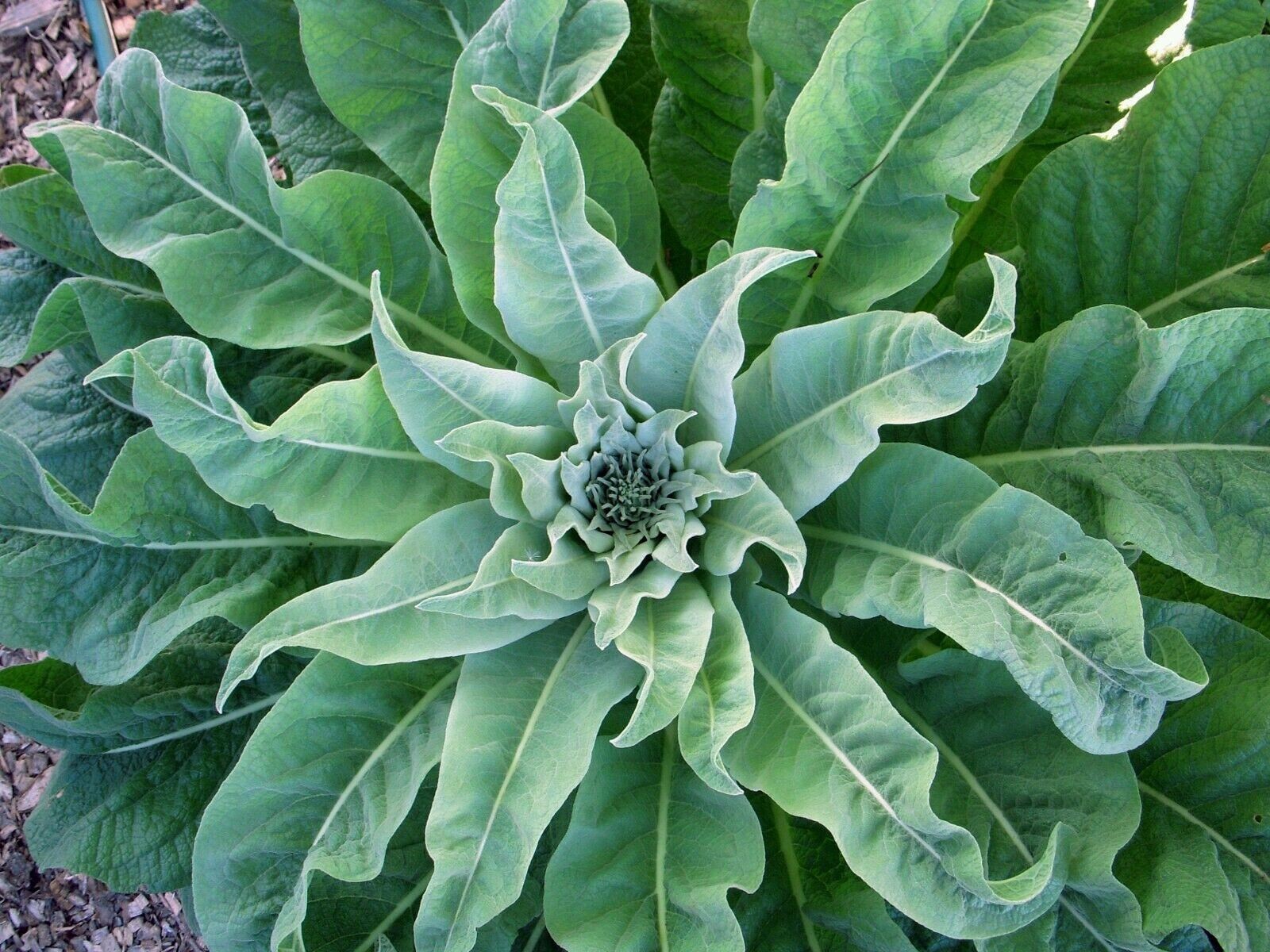 2500+ Organic Woolly Mullein Seeds ~Verbascum thapsus~ *Free US Shipping*
