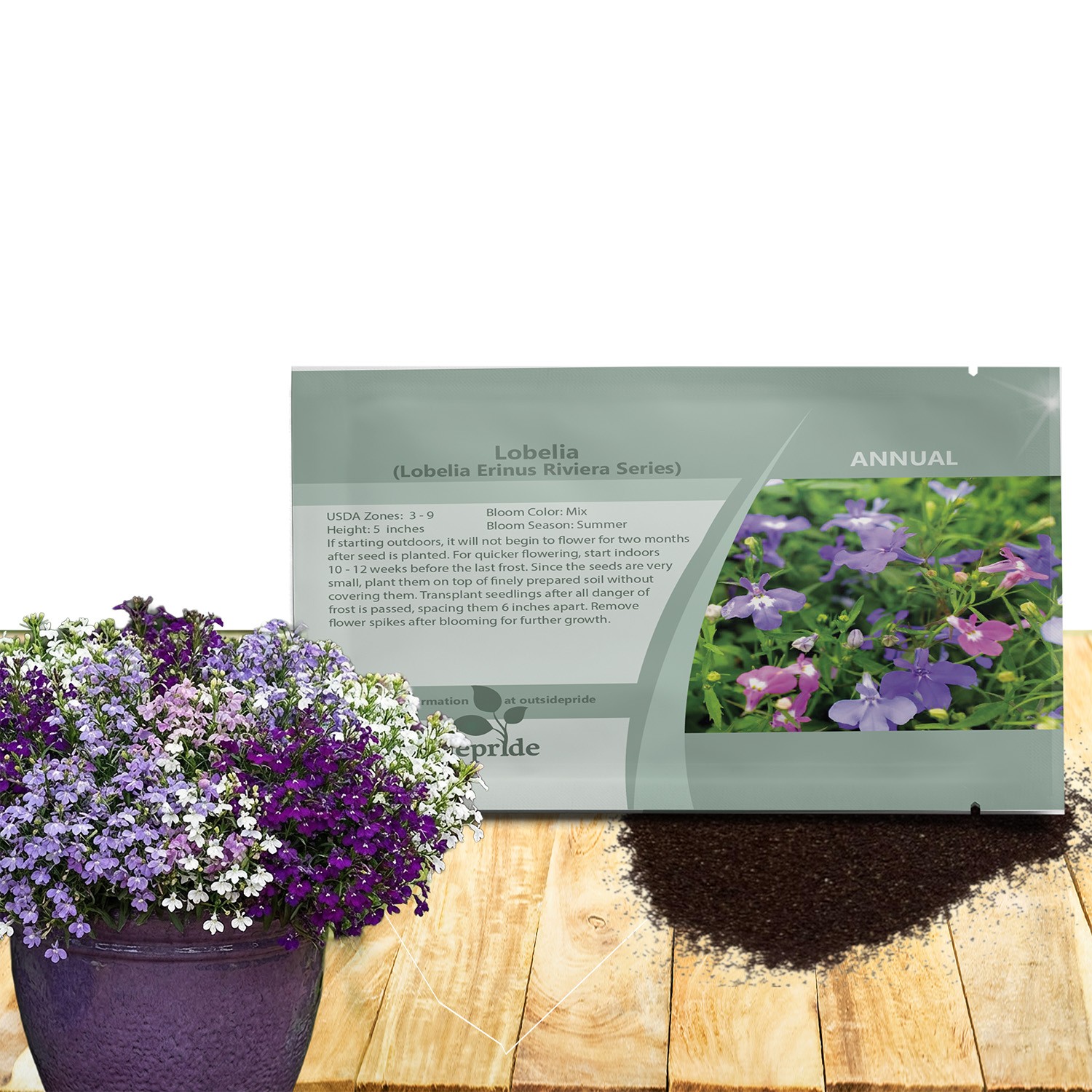 10000 Seeds Lobelia Seed – Lobelia Erinus Riviera Ground Cover Seeds