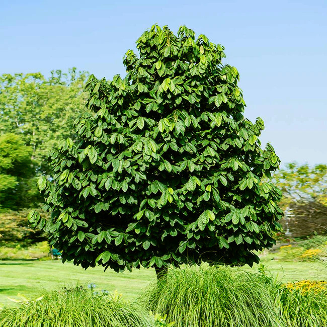STRATIFIED PAW PAW FRUIT TREE SEEDS (Asimina Triloba) INDIAN BANANA Hardy Plant