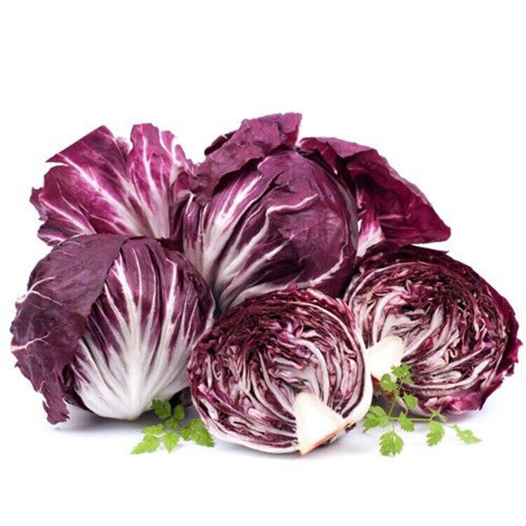 SCARBOROUGH SEEDS RADICCHIO PALLA ROSA 500 SEEDS-HEIRLOOM-NON-GMO-FREE SHIPPING