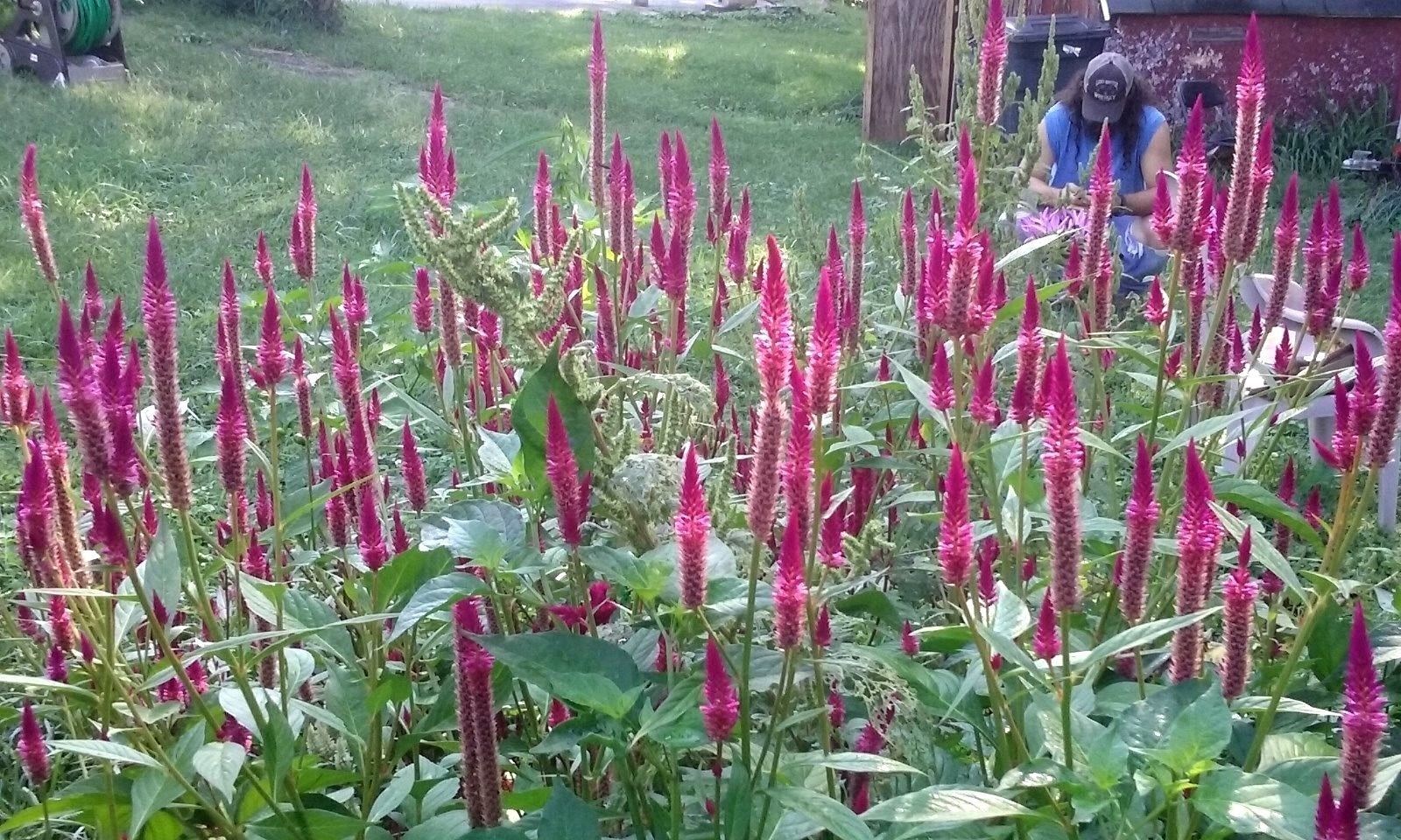 Hot Purple Candlestick Celosia – 5 FT TALL- 25 SEEDS – Easy to Grow -Comb.S/H