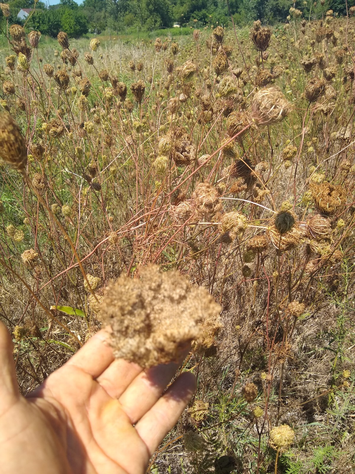 Queen Anne’s Lace Seed (Daucus carota) ~ Wild Carrot ~ 500 seeds to 1 lb bulk