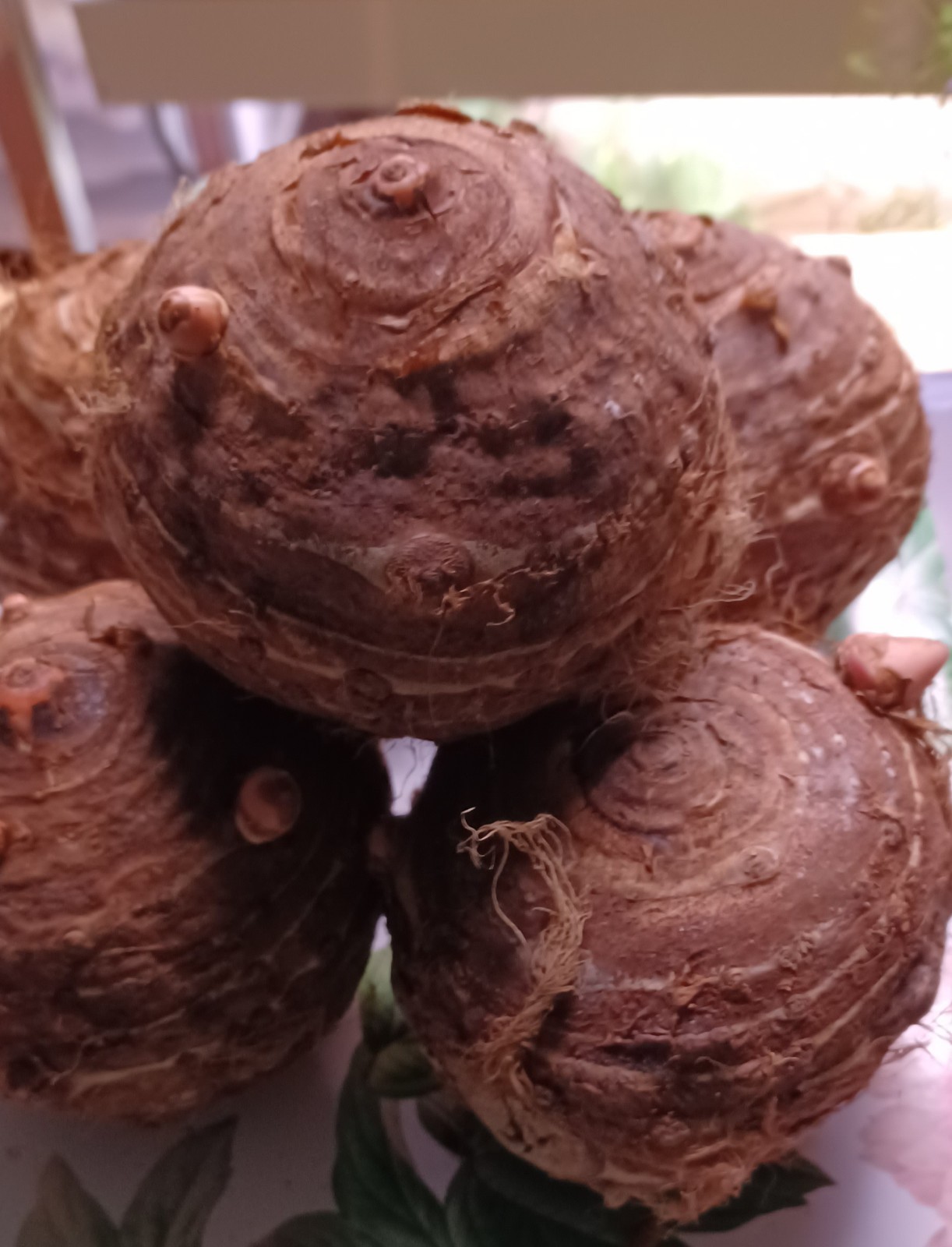Large Elephant Ear Bulb – 9/11 Baseball Colocasia esculenta