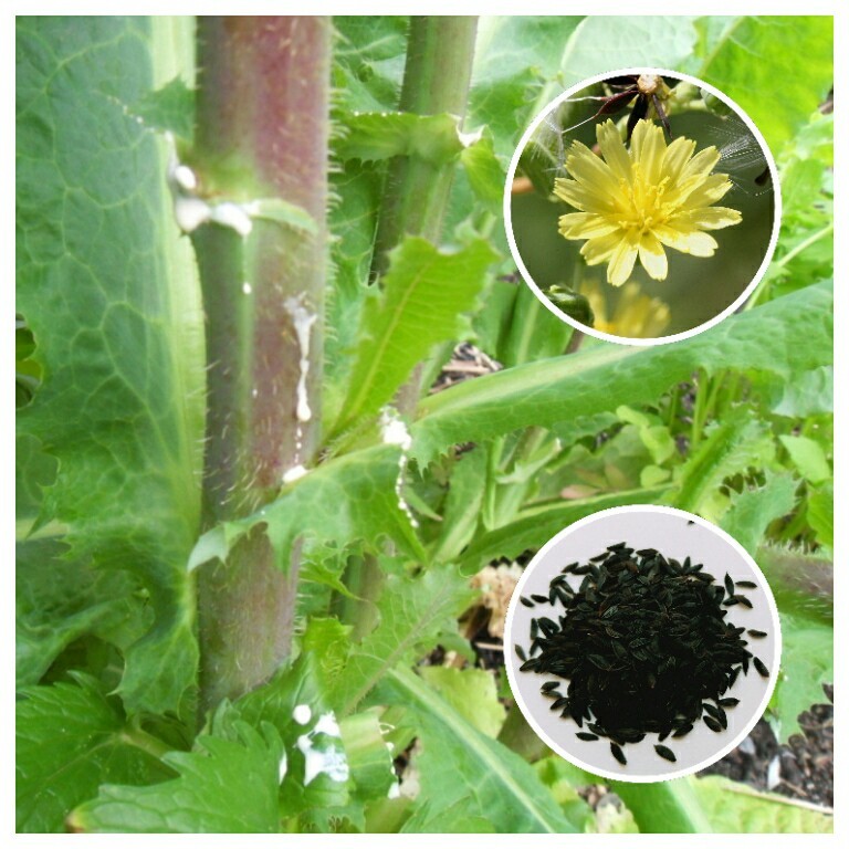 Wild Lettuce (Lactuca virosa) 25+ Seeds *Free International Shipping*
