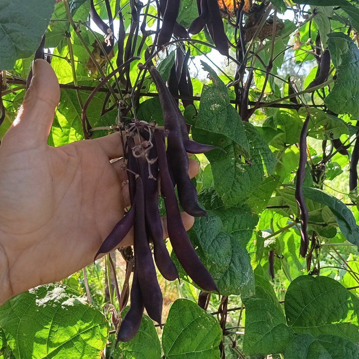 Purple Podded Pole Bean ~ Heirloom ~ Organic ~ 30 or 100 seeds