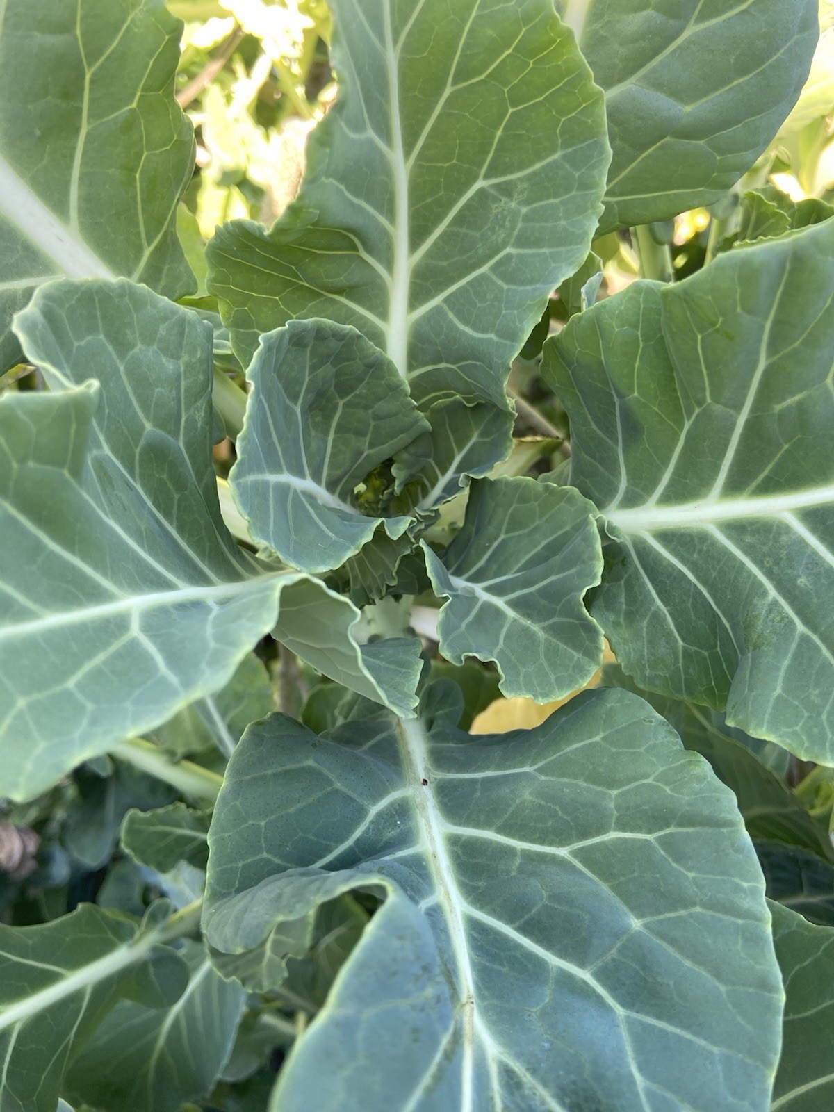 TREE COLLARD SEEDS – 100+ seeds – California variety “MONTARA” – 7 feet tall