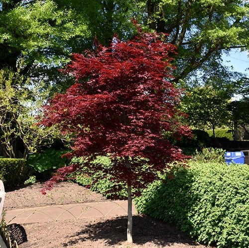 “Oregon Sunset” Maple Tree Seeds Acer Semi – Dwarf Hardy – Zone 5 Red Orange