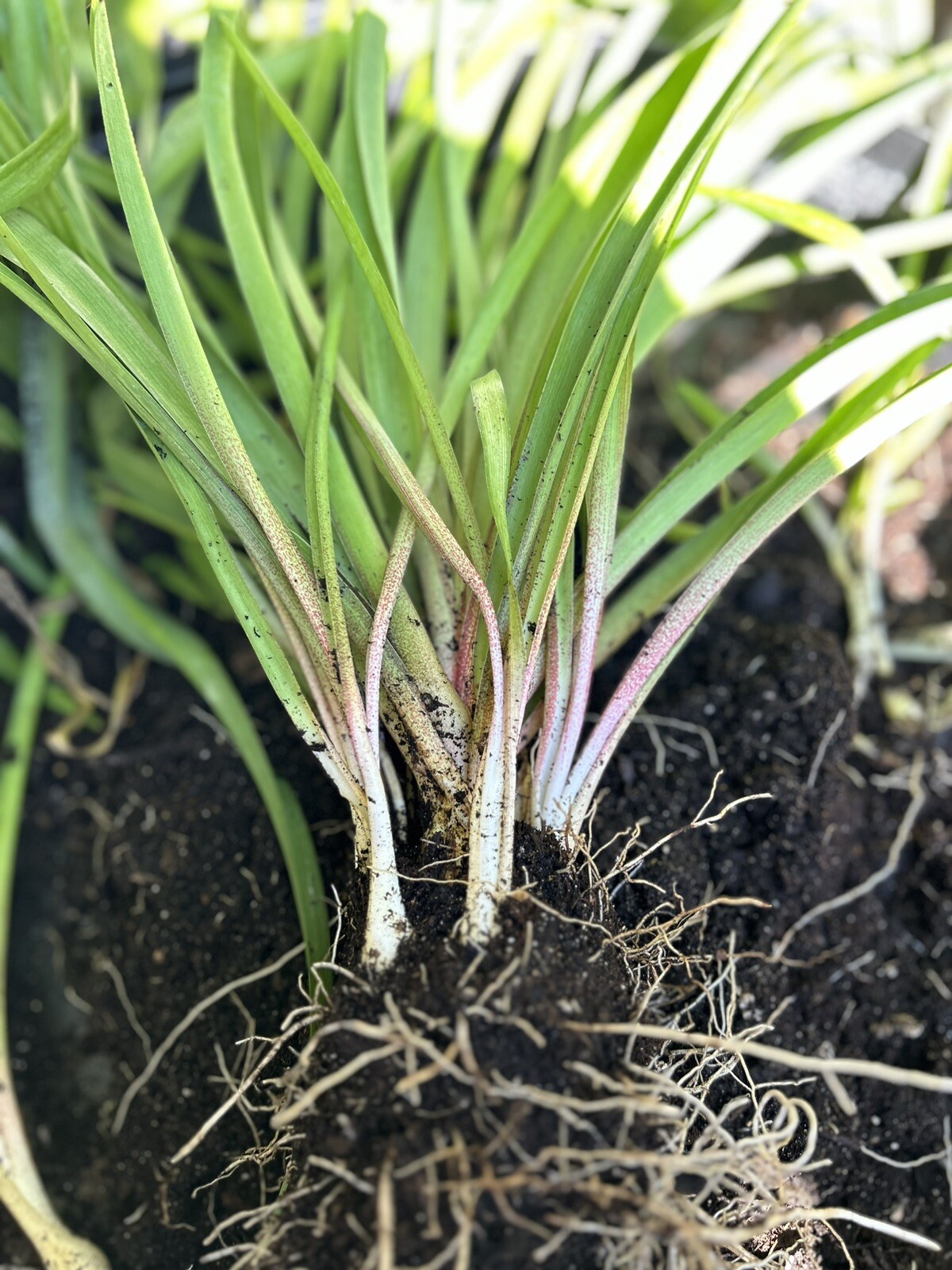Tuberose bulbs double Pearl (Polianthus) Bare root plants set of 8+ Bubbletts
