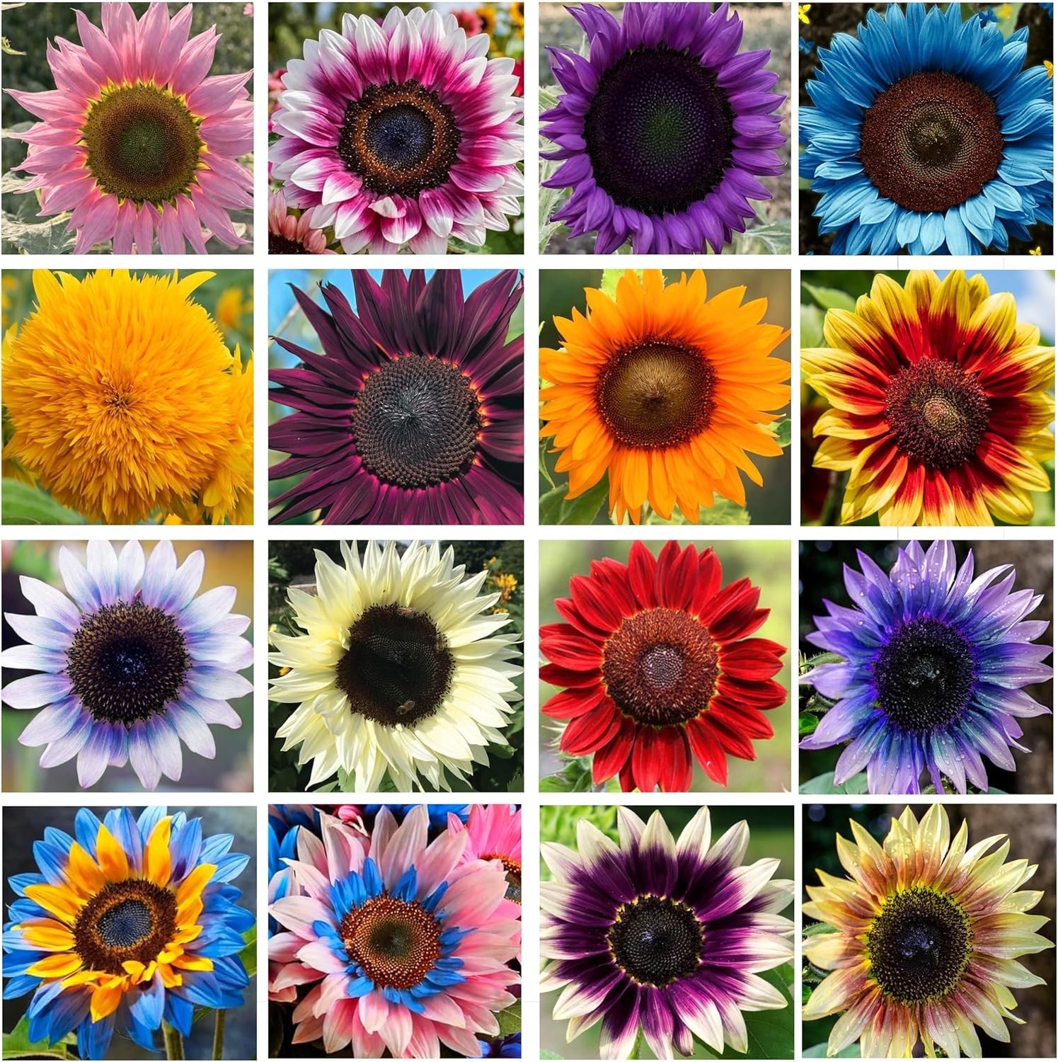 Giant Sunflower Seeds Mix (200+ Seeds) – Red, Purple, Pink Heirloom mix