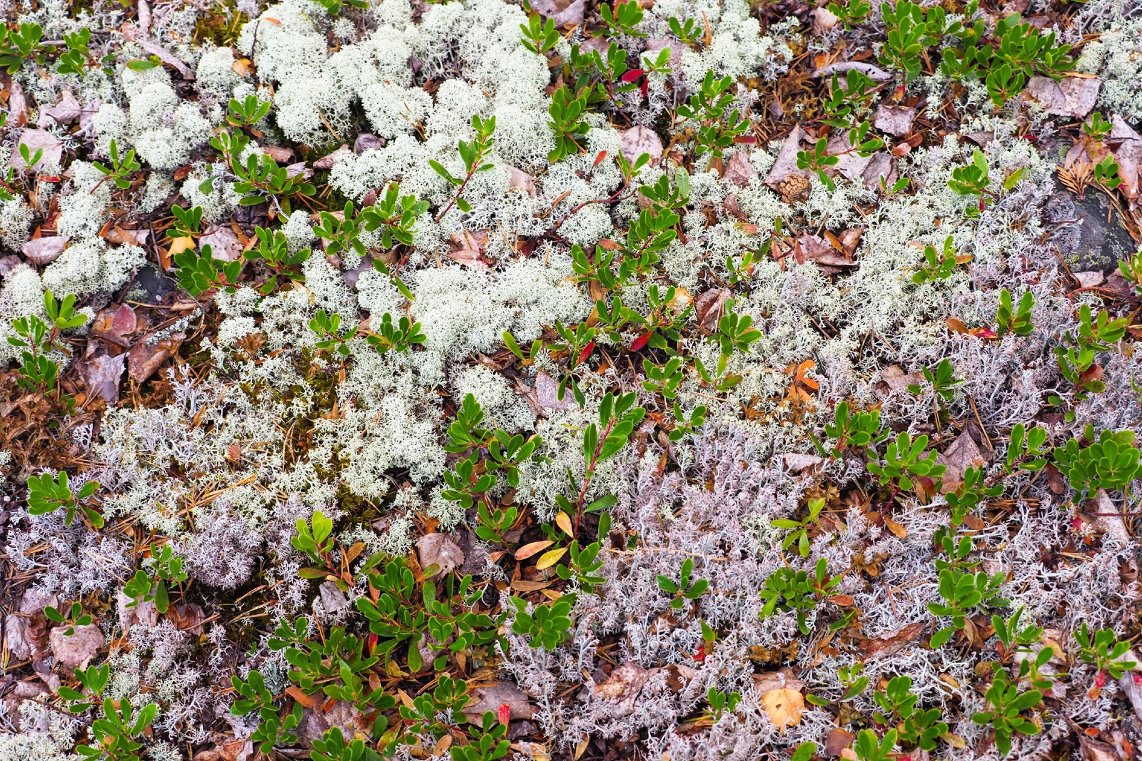 20 BEARBERRY Arctostaphylos Uva-Ursi Kinnikinnick Pinemat Manzanita Flower Seeds