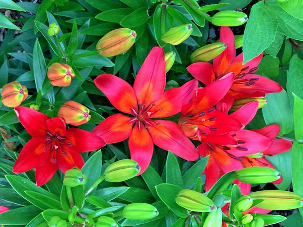 15 MATRIX ASIATIC LILY SEEDS – Lilium Matrix