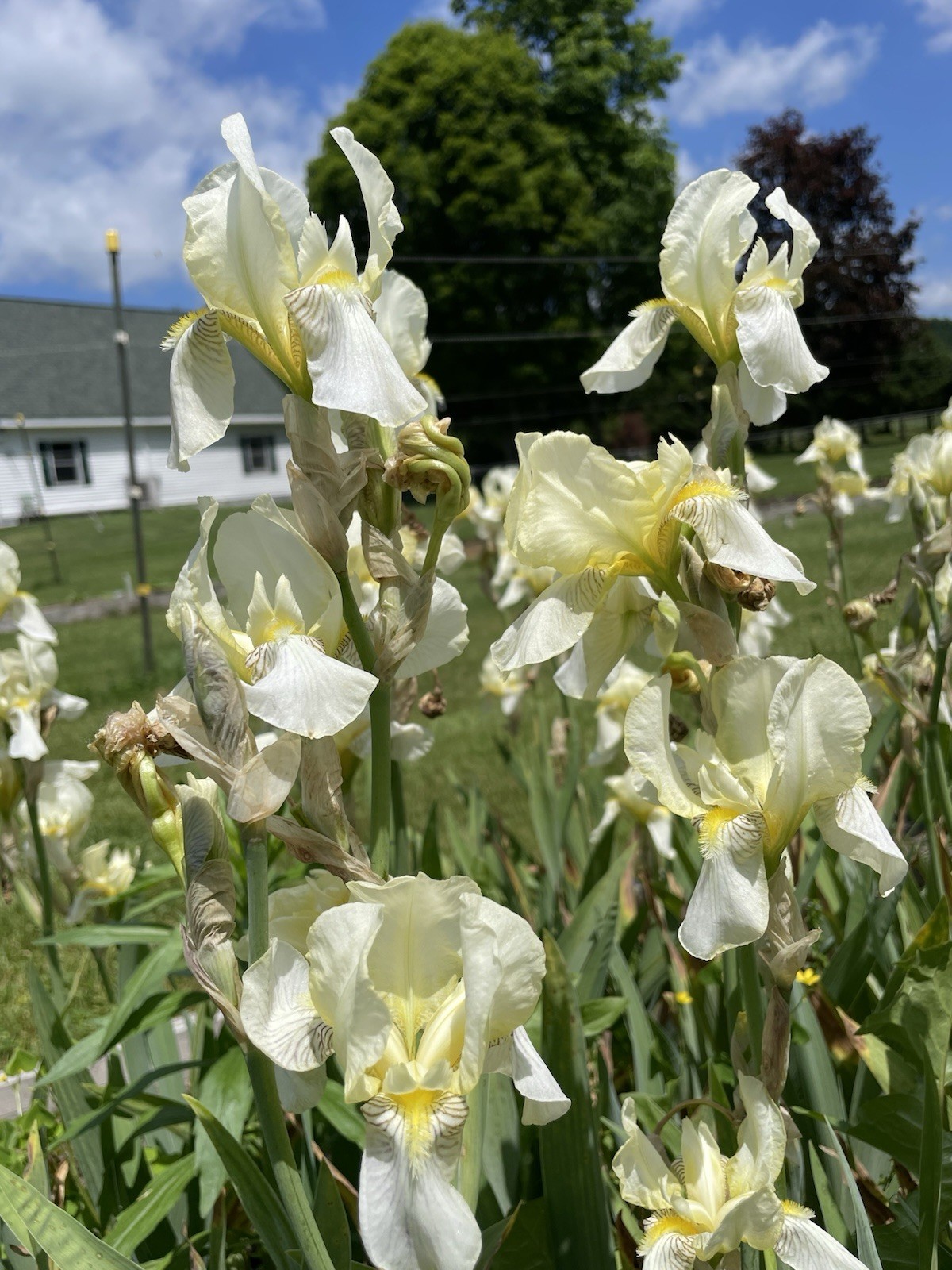 4 Pale Yellow Iris Talk Multi Blooming Rhizomes Bulbs Deer Resistant Easy Grower
