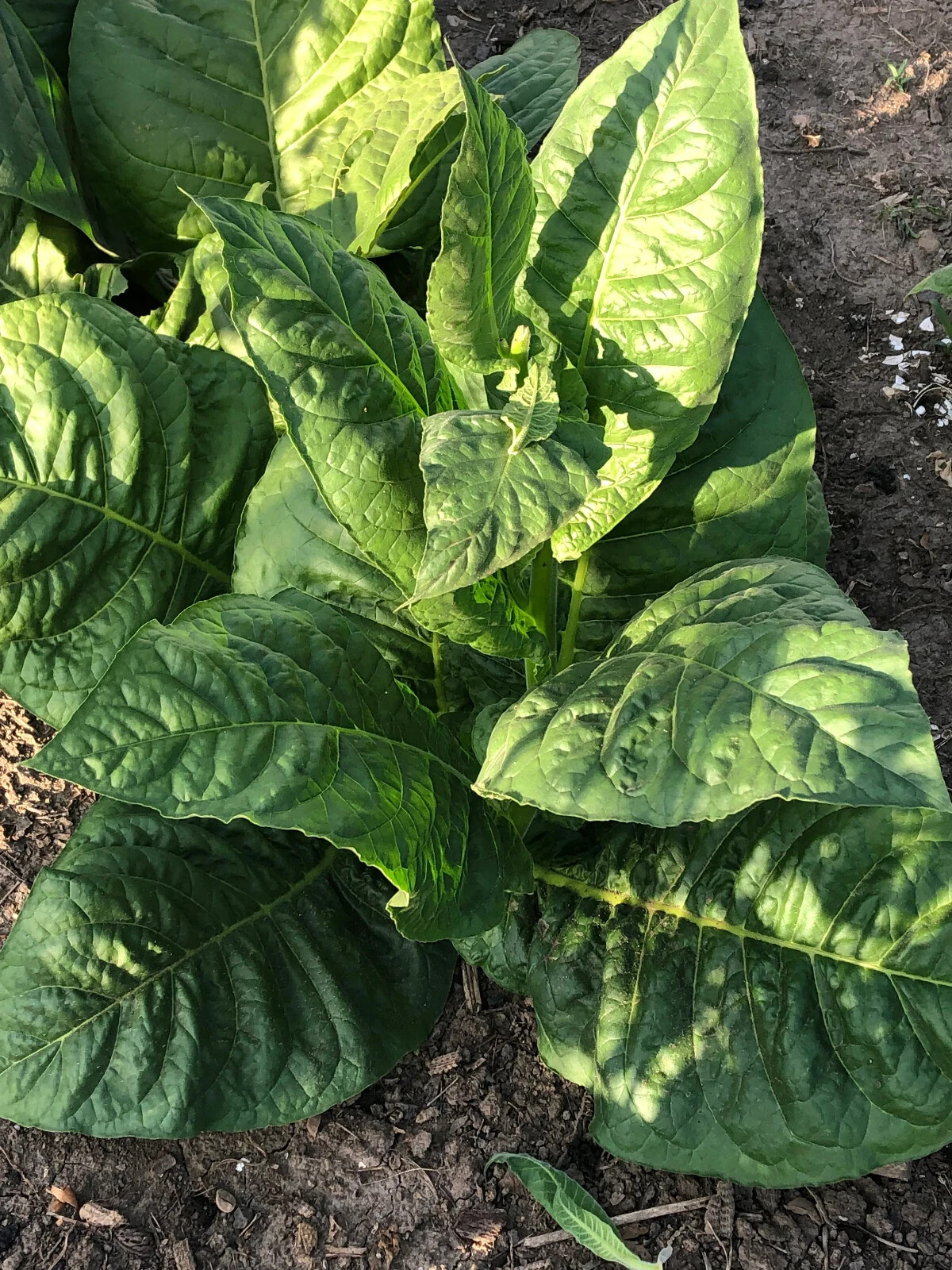 Criollo-98 Tobacco Seeds approx. 100 Non-GMO Free Shipping No Tracking Read Desc