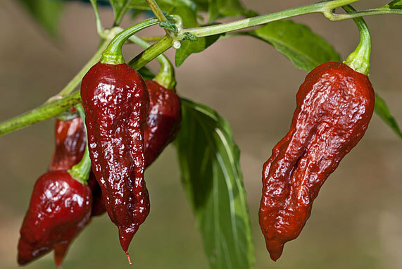 Bhut Jolokia Naga Chocolate | Ghost Chili Pepper | 20_Seeds