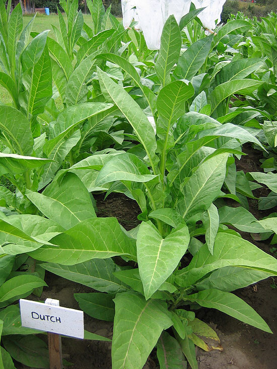 1000 Ohio Dutch Tobacco Seeds – Nicotiana tabacum – Cigar or Pipe Tobacco