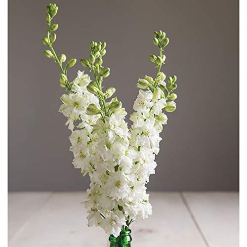 White Larkspur Rocket Flower Seeds for Planting, 250+ Seeds Per Packet, (),