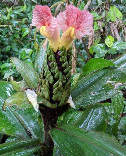 Costus guanaiensis | Spiral Ginger | 5 Seeds